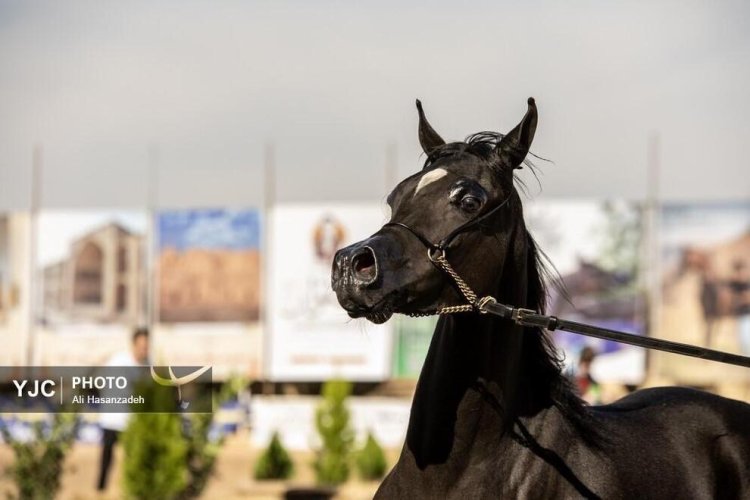 بالصور : مسابقة جمال الخيول العربية في محافظة يزد الإيرانية