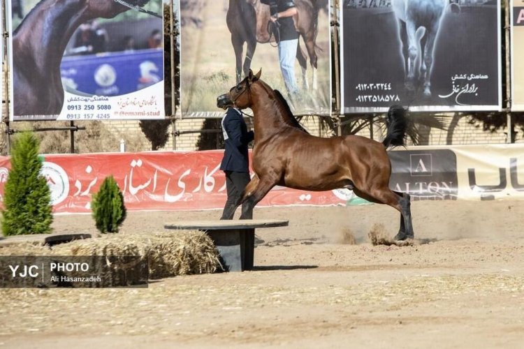 بالصور : مسابقة جمال الخيول العربية في محافظة يزد الإيرانية