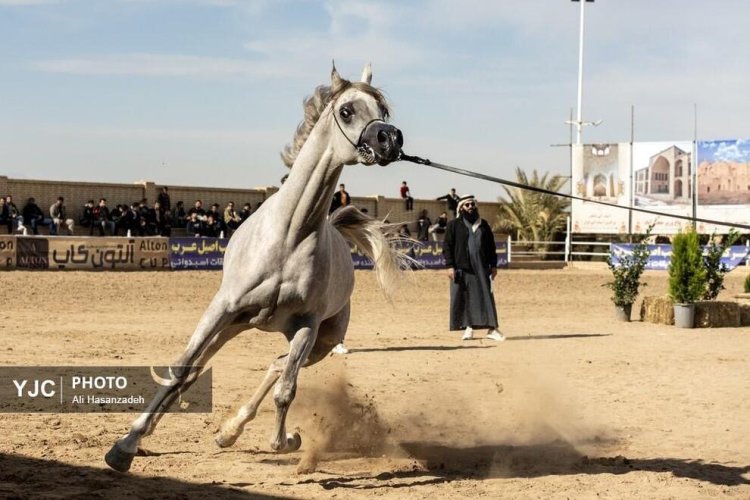 بالصور : مسابقة جمال الخيول العربية في محافظة يزد الإيرانية