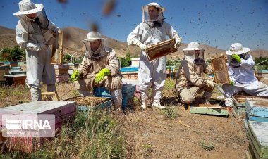 إيران الثالثة عالمياً في مجال إنتاج العسل