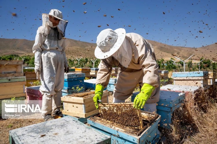 إيران الثالثة عالمياً في مجال إنتاج العسل