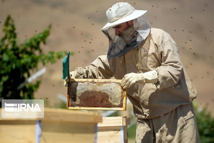 إيران الثالثة عالمياً في مجال إنتاج العسل
