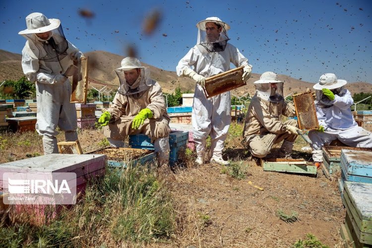 إيران الثالثة عالمياً في مجال إنتاج العسل