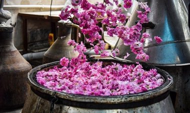 تقرير فيديو : ماء الورد الإيراني.. عطره يفوح في الكعبة المشرفة