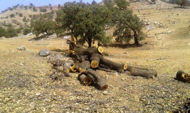 إيران.. الجفاف یقضی علی مليون هكتار من غابات زاغروس