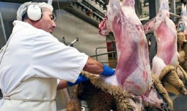 وزارة الجها،د الزراعي : 90% من احتياجات اللحوم الحمراء  في ايران تُنتج محلياً