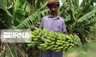 إنتاج الموز في إيران يصل إلى 340 ألف طن في العام الواحد