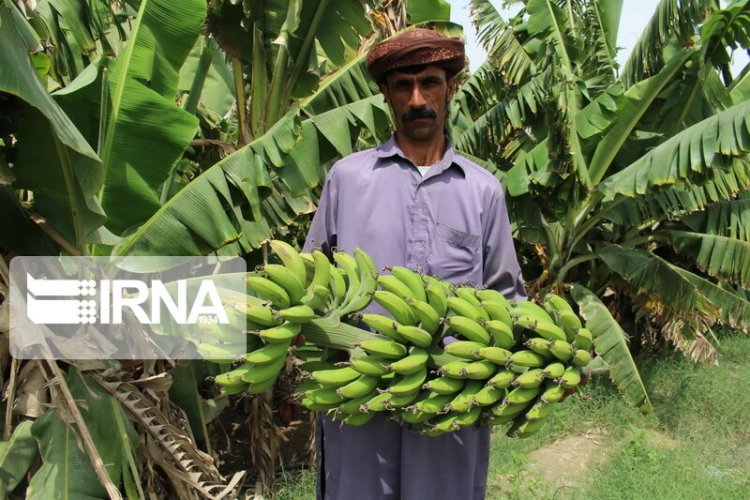 إنتاج الموز في إيران يصل إلى 340 ألف طن في العام الواحد