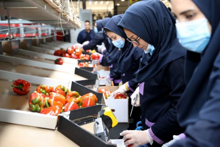 منتجات إيران الزراعية تصدر إلى 80 دولة حول العالم