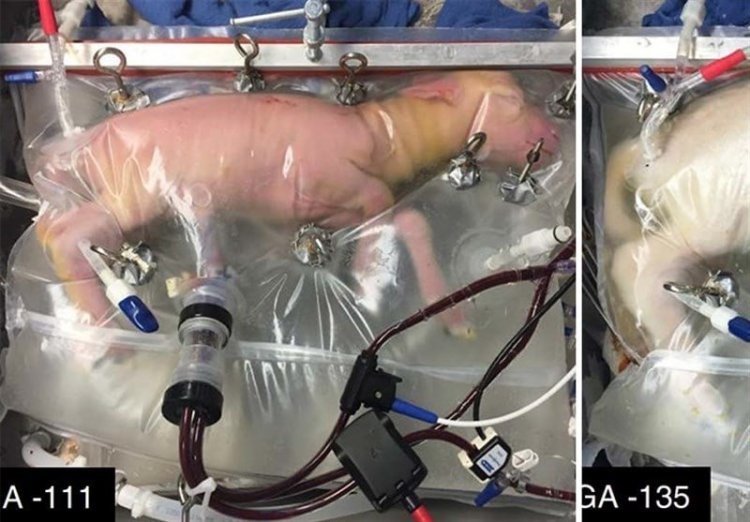 علماء ايرانيون ينجحون في صنع رحم اصطناعي عبر استخدام تقنية النانو في معهد أبحاث علوم الإنجاب في يزد